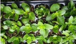 扦插视频,扦插技巧全解析，轻松掌握植物繁殖新方法