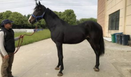 马的视频,视频中的速度与激情