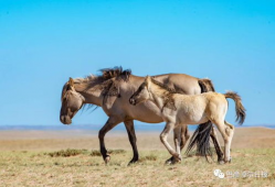 马的视频,视频中的速度与激情