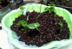 扦插视频,扦插技巧全解析，轻松掌握植物繁殖新方法