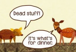 食物链视频,探寻生态系统中能量流转的奇妙旅程