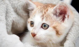 小猫咪可爱视频,小猫咪可爱视频集锦